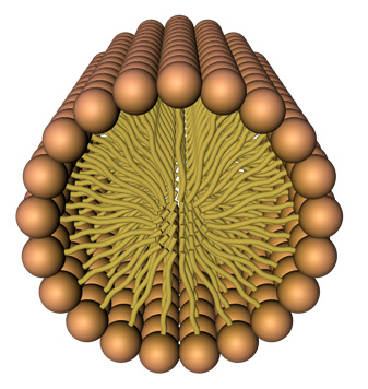 Imagen:Membrana micela.jpg