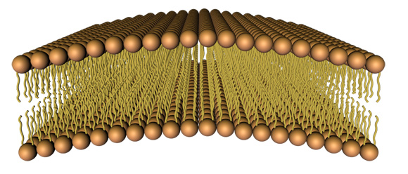 Imagen:Membrana bicapa.jpg