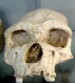 Homo erectus de Tautavel